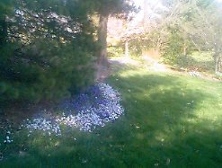 Muscari and Spring Star Flower